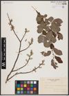 Foto von Salix aurita L.